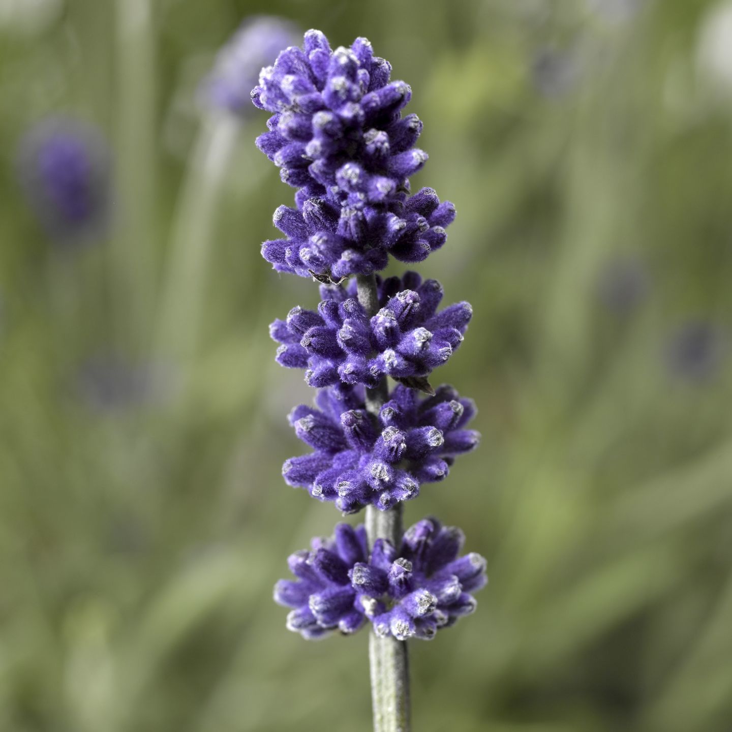 Lavender_SentiviaBlue_SyngentaFlowers.jpg